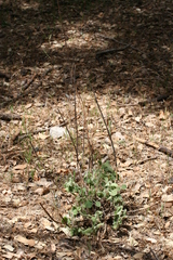 Marrubium