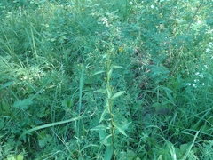 Solidago dahurica