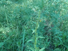 Solidago dahurica