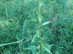 Solidago dahurica