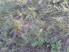 Patrinia rupestris