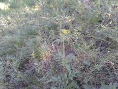 Patrinia rupestris