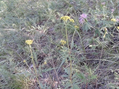 Patrinia rupestris