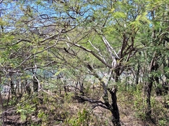 Vachellia pennatula