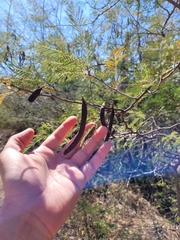 Vachellia pennatula