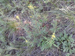Patrinia rupestris