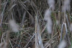 Botaurus stellaris