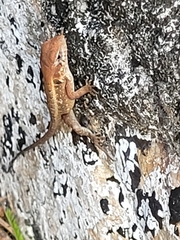 Sceloporus siniferus
