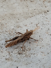 Xyleus discoideus