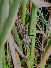 Micrelytra fossularum