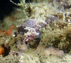 Enneapterygius atrogulare