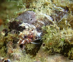 Enneapterygius atrogulare