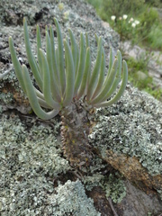 Tylecodon wallichii