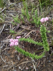 Lachnospermum umbellatum