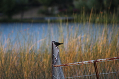 Cinclodes patagonicus