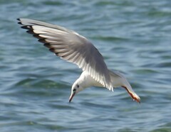 Chroicocephalus ridibundus