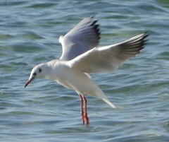 Chroicocephalus ridibundus