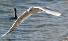 Chroicocephalus ridibundus