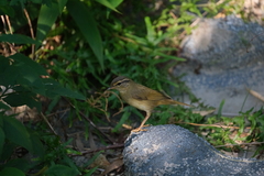 Phylloscopus schwarzi