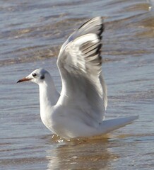 Chroicocephalus ridibundus