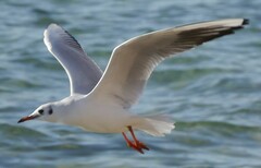 Chroicocephalus ridibundus