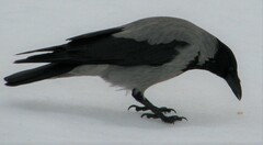 Corvus cornix