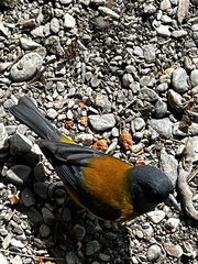 Phrygilus patagonicus