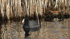 Fulica atra