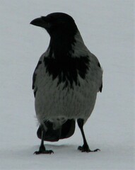Corvus cornix