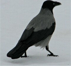 Corvus cornix
