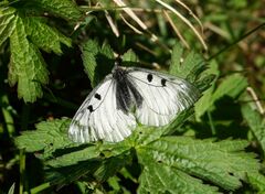 Parnassius mnemosyne