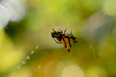 Gasteracantha diadesmia