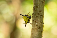 Macracantha hasselti