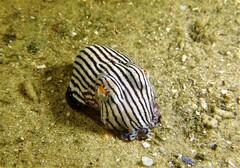 Sepioloidea lineolata