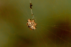 Gasteracantha kuhli