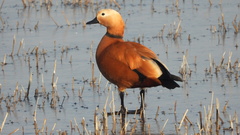 Tadorna ferruginea