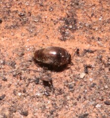 Sericoderus