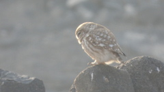Athene noctua