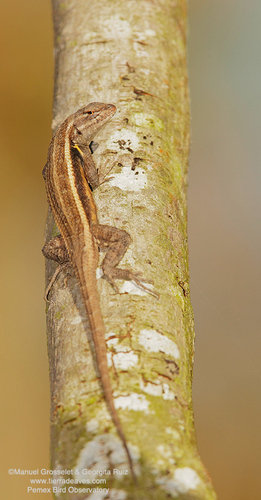 Teapen Rosebelly Lizard
