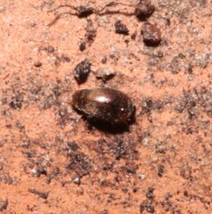 Sericoderus