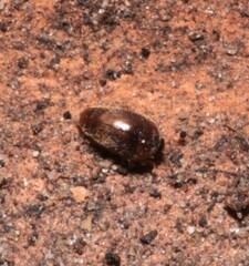 Sericoderus
