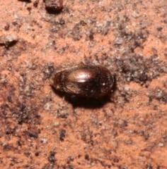 Sericoderus