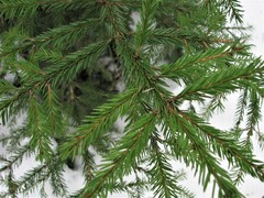 Picea abies