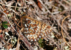 Boloria polaris