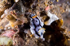 Chromodoris michaeli