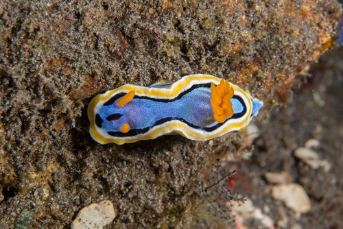 Anna's Chromodoris (Chromodoris annae)