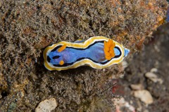 Chromodoris annae
