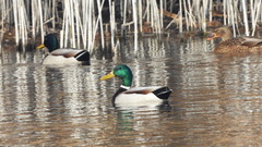 Anas platyrhynchos