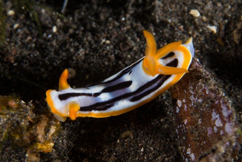 Streaked Chromodoris (Chromodoris strigata)