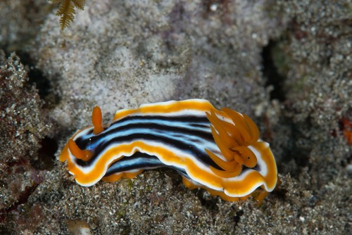 Magnificent Chromodoris